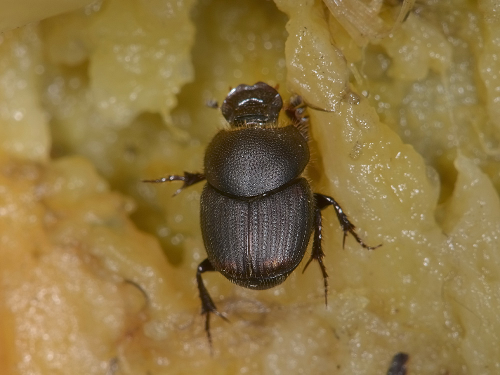 Scarabeidae da id. - Onthophagus furcatus